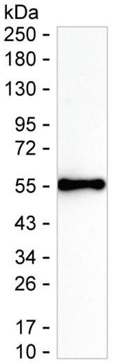 IFNW1